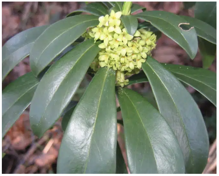 Report Invasive Plant Species